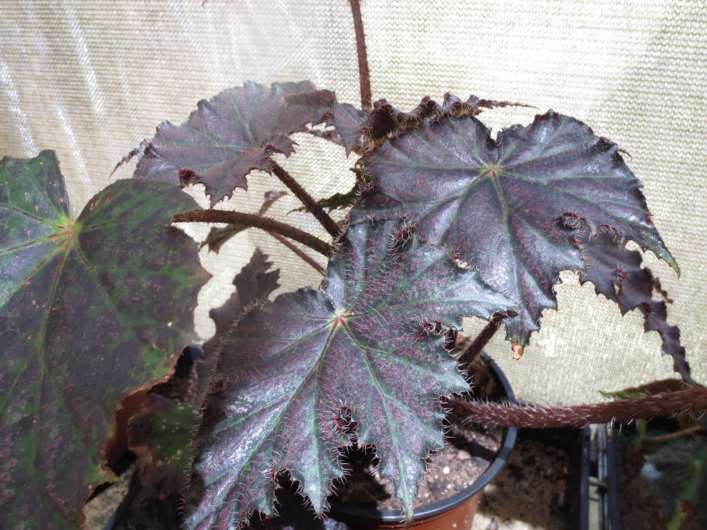 B. ‘Agnes’